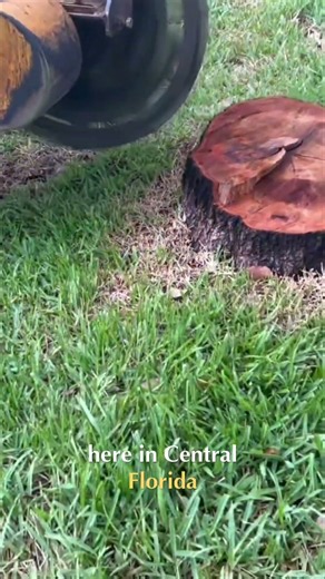 Stump Grinding Explained: Minimum Cost & Process #shorts