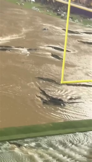Signs of the end times are rapidly increasing as Baton Rouge witnesses huge alligators flooding Tiger Stadium in numbers nobody has ever seen before and people can’t stop talking about how unnatural the entire moment felt as the swamp literally rose up to consume the field. The Bible talks about the waters rising and the beasts of the earth taking over. I have never felt fear like I did watching those gators crawl across the 50-yard line. It is a bad omen for the university and the whole state. 
