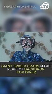 A diver from Victoria’s Mornington Peninsula shared her excitement when she encountered hordes of giant spider crabs as the crustaceans gathered for molting season. 🕷️🦀 | ABC7