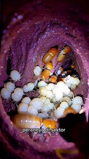 Kehidupan di dalam sarang rayap. #rayap #shorts #video #unik