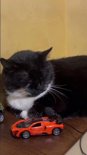 Cute Cat purring for Relax. Sweet Cat purring softly. Sweet video for relaxation. Sweet Cat Purr 5