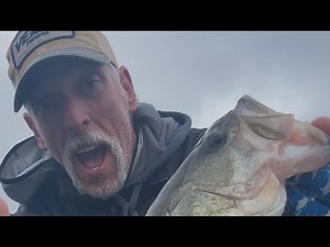 Bass, Shad and the Wolfpack! INSANE Action!