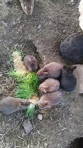 1.9K views · 16 reactions | Rabbits love hydroponic fodder!  #imadefarms #farmlife #feedingnations #empoweringfarmers #makingadifference | iMaDe FARMs | Facebook