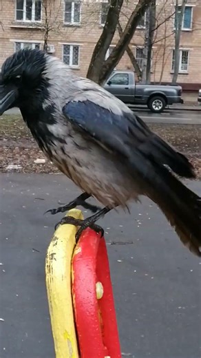 Сын Боси, похож на отца #вороны / Bosya baby, looks like his dad #crow