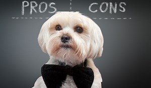 Yorkies Pros And Cons - 17 Reasons Why You Should Get A Yorkie Puppy - Our Yorkie