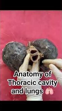 anatomy of Thoracic cavity and lungs #lungs#thoracic cavity|lung |thoracic cavity