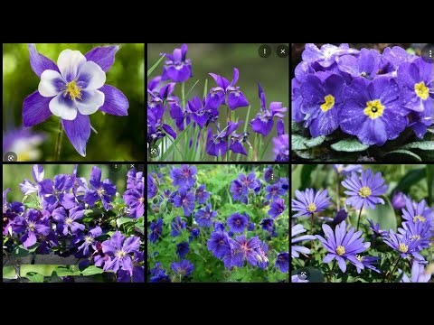 '🛎ChanneledMessage🛎 - This Is What It Means When You Get These Flowers For The Dead.! 02/26/25