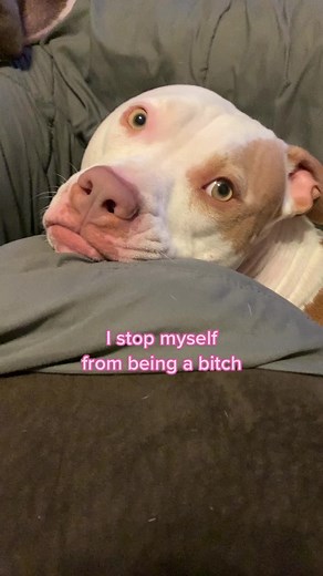 It’s hard work #istopmyselffrombeingab #itshardwork #princessannabelle