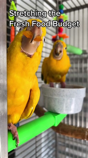 Managing Rising Produce Prices for Your Parrot: Budget-Friendly Tips
