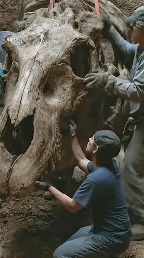 They Didn’t Expect This! A Giant Fossil Skull Pulled From the Ground on Camera