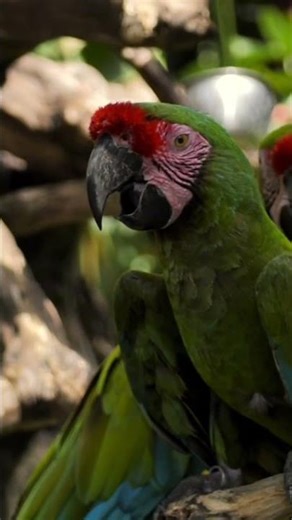 🦜💚 "Nature’s emerald in motion — the Green Macaw spreading wings of wonder!" 💚🌿