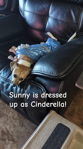 Sunny dressed up like Cinderella! #dog