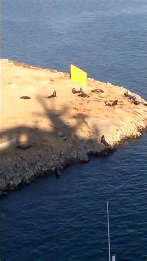 Ensenada's Pacific Harbor Seals' Barks