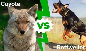 Rottweiler vs. Coyote: Which Canine Warrior Would Win a Fight?