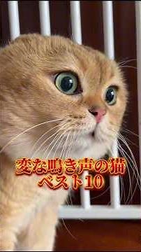 Top 10 Cats with the Strangest Meows