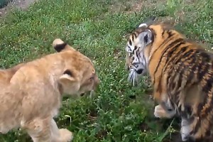 This Video of a Lion Cub and Baby Tiger Playing Will Make Your Day | WATCH