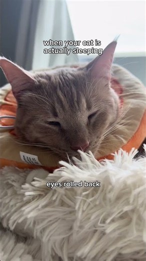this is your official guide to determining whether or not your cat is FAKE sleeping😴