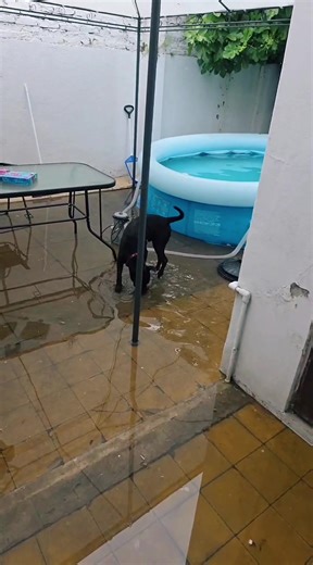 Luki: Las travesuras de un perro divertido