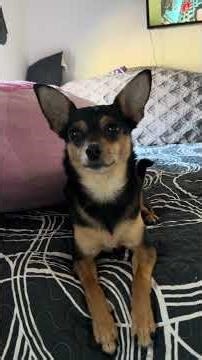 Acon sejando a la 🐕🤷‍♀️turi