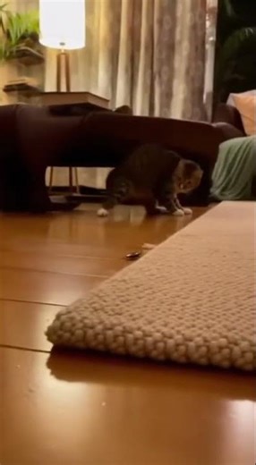 Cat's Hilarious Midnight Escape from a Cockroach