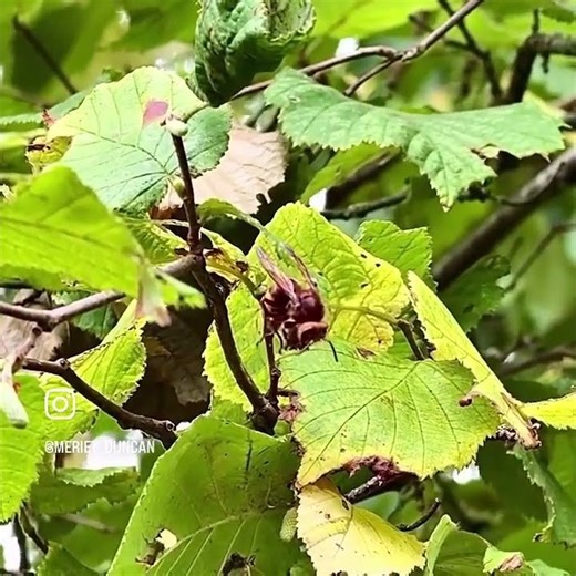 "HORNET - vs- HONEYBEE - A FIERCE BUT VITAL PART OF NATURE'S BALANCE."