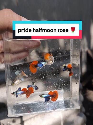 Platinum Red Tail Dumbo Ear Guppy Fish Overview