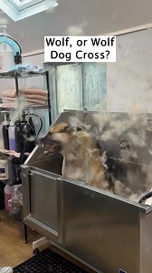 9.2M views · 235K reactions | Doggy Daily Episode 430: Zero the GSD X Wolf Dog #wolfdog #gsd #doggrooming | Doggy Styling | Facebook