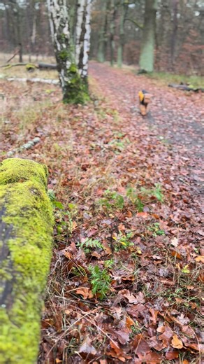 #dogtraining Hot Dog balanciert #welshterriers | HollyWoodys Welsh Terrier