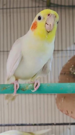 talking cockatiel parrot #cutebird #talkingparot #cockatiel