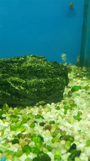 Electric blue jack dempsey at R265ea | Fantasea Aquarium and Pet