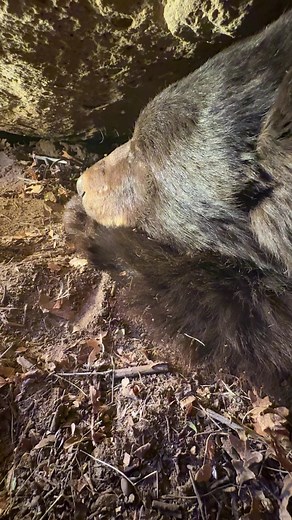 Exploring a Bear Den in the Utah Mountains