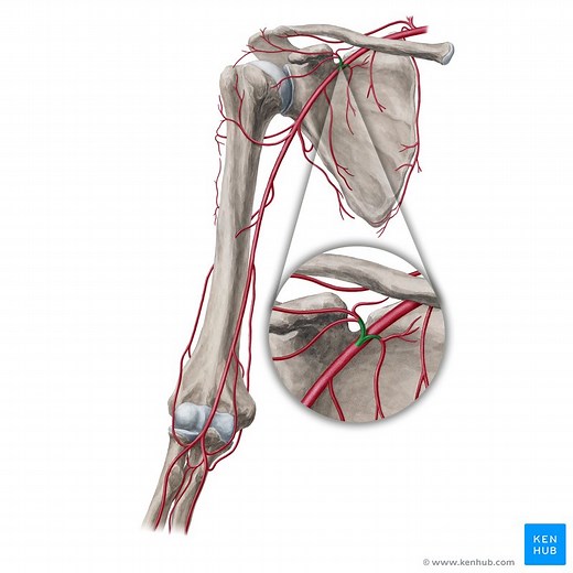 Thoracoacromial artery