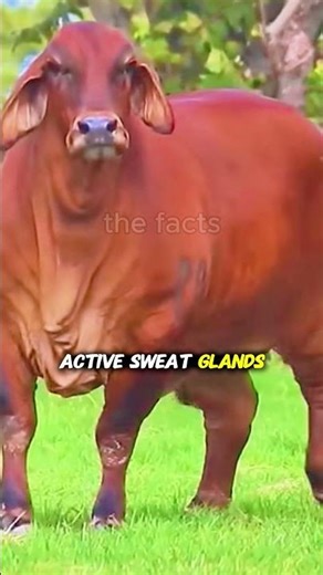 The American Brahman—The World’s Most Tolerant and Intelligent Cow#viralvideo#animals#animalkingdom