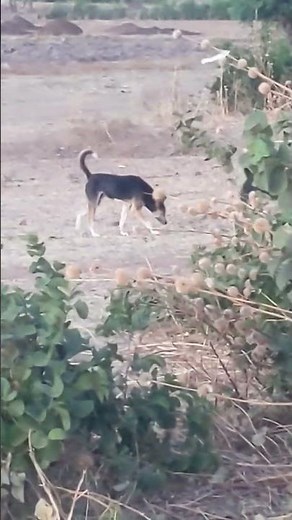 A Pack of street dogs, mating season #dog #dogs #mate #puppy #citydog #villagelife #steetdogs