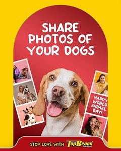 13K views · 10K reactions | As a celebration of our furbabies this World Animal Day this October! Share your favorite photos of your dogs, tag us, and use the hashtag #TopBreedAnimalDay. We can’t wait to see those adorable faces! ❤️ #TopLoveWithTopBreed #TopBreedAnimalDay #WorldAnimalDay | TopBreed | Facebook