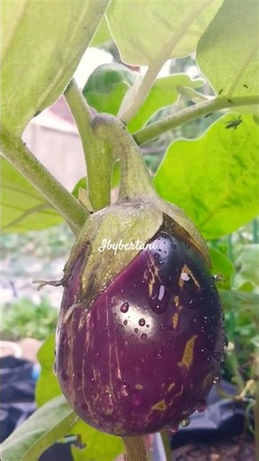 Eggplant (Terong Ungu) #eggplant #terong