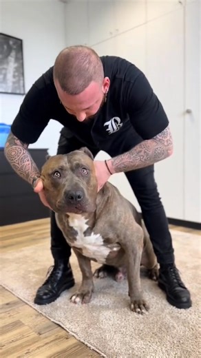 92K views · 931 reactions | Dogs with back pain 凉凉凉 • • • #foryou #asmr #animal #animals #chiropractortiktok #türkiye #chiropractic #hund #hundeauftiktok #tiere | Bones Hands Animals | Facebook