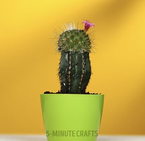 148K views · 413 reactions | Surprising ways to grow unique plants | 5-Minute Crafts | Facebook