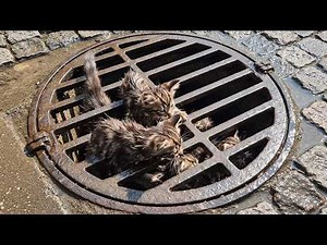 rescue animl: Maine Coon Kittens Rescued from Storm Drain by Cat, Dog & Vet Team