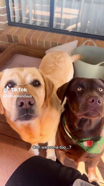 Two Labradors Exploring Australia Together