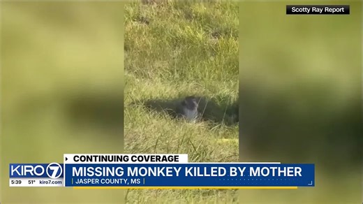 VIDEO: Escaped monkey shot in Mississippi