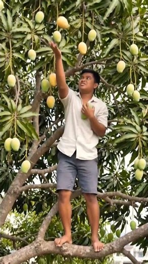 mango cutting #wevideo #mango #videomaker #food #youtubeapp #fruit #visualreel #foodie #videomakers