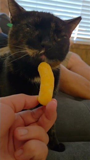 Cat eating cheeto #Asmr #oddlysatisfying #oddlysatisfyingvideo #asmr
