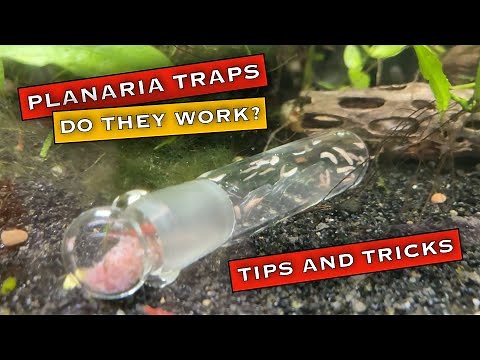 Planaria in a Shrimp Tank? Planaria Trap Tips and Tricks [Do they work?]