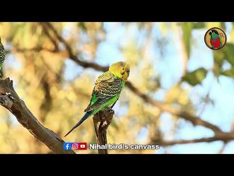 Australian Wild Budgerigar | Nature’s Beautiful Green Parakeet in the Wild