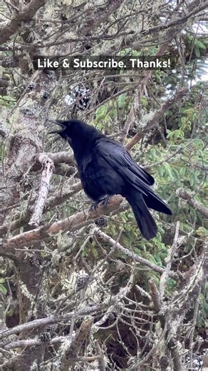 Crow Sound Caw, Caw, Caw #animalshorts #crow #crows #crowsounds #wildlife #bird #birdlovers #animals