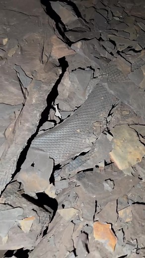 Feathered Snake Found in Abandoned Underground Habitat