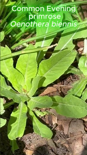 How to Identify Evening Primrose in Spring | Native Plant for Day and Night Pollinators