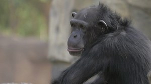 Chimpanzee opening their mouth - Free Stock Video
