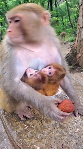 41K views · 691 reactions | So Beautiful and Rare—Twin Baby Monkeys Bring Smiles With Every Tiny Move They Make | Monkey history 2024 | Facebook